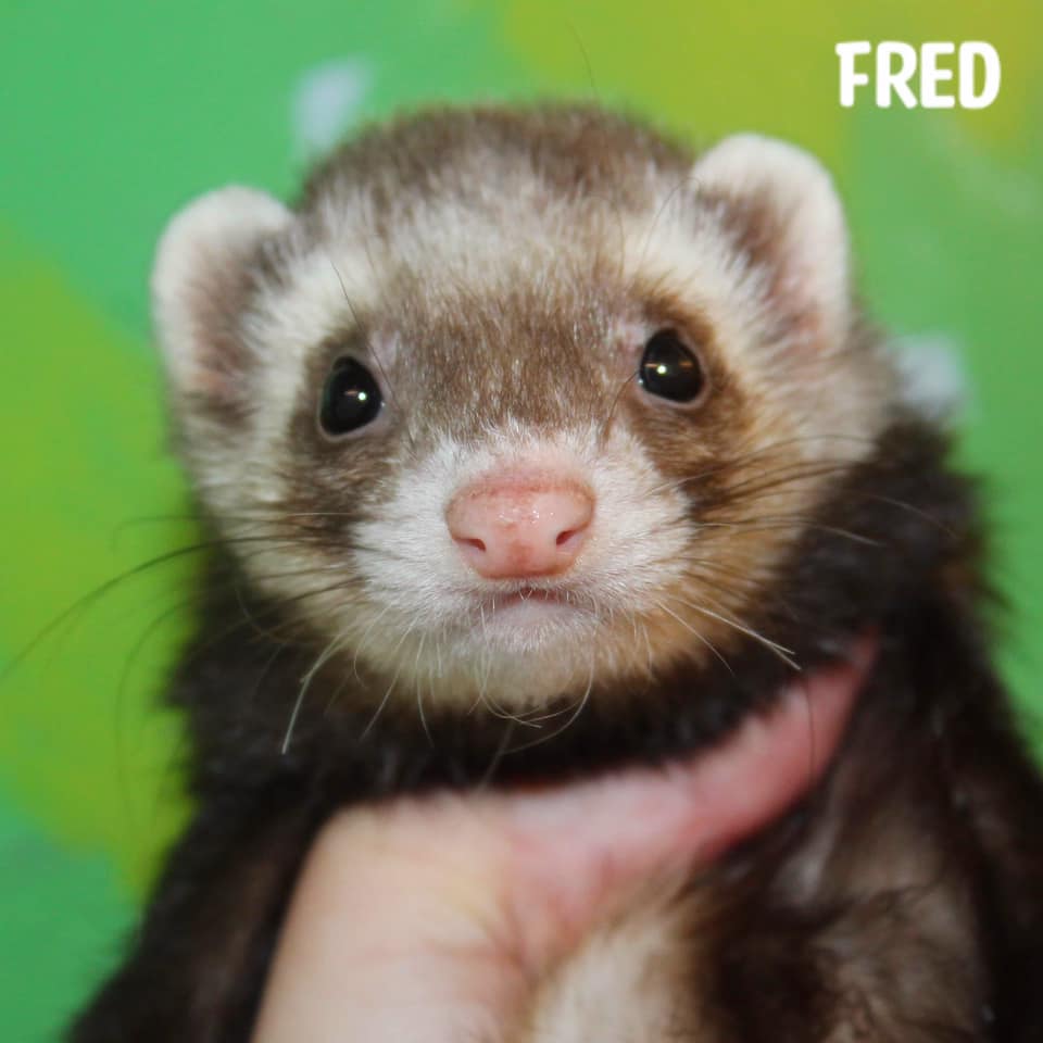 Fred